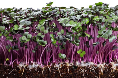 Fresh organic microgreen in soil on white background, closeup