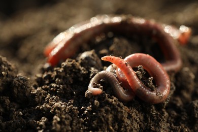 Photo of Worms crawling in wet soil on sunny day, closeup