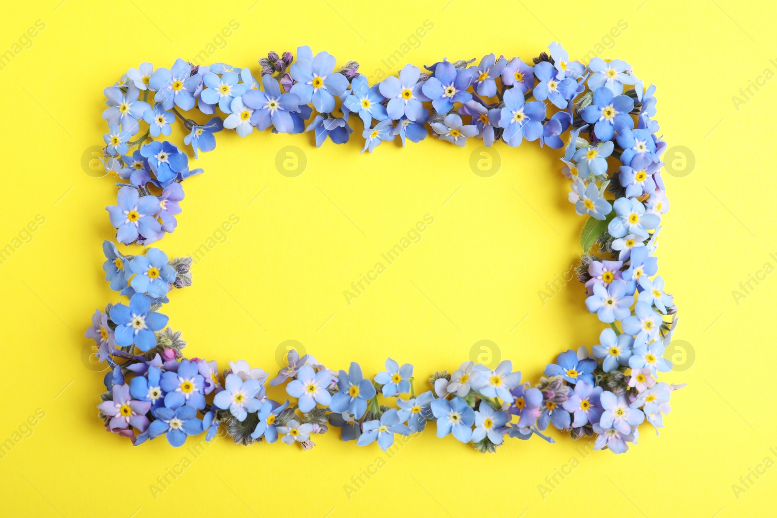 Photo of Frame made of amazing forget-me-not flowers on color background, flat lay. Space for text