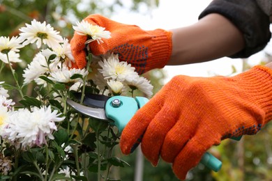 Photo of Woman wearing gloves pruning beautiful chrysanthemum flowers by secateurs in garden, closeup