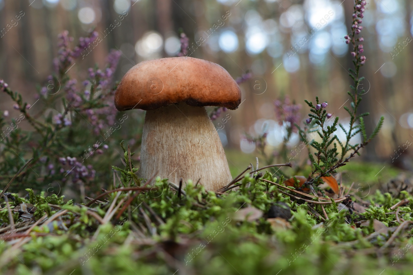 Photo of Beautiful porcini mushroom growing in forest on autumn day