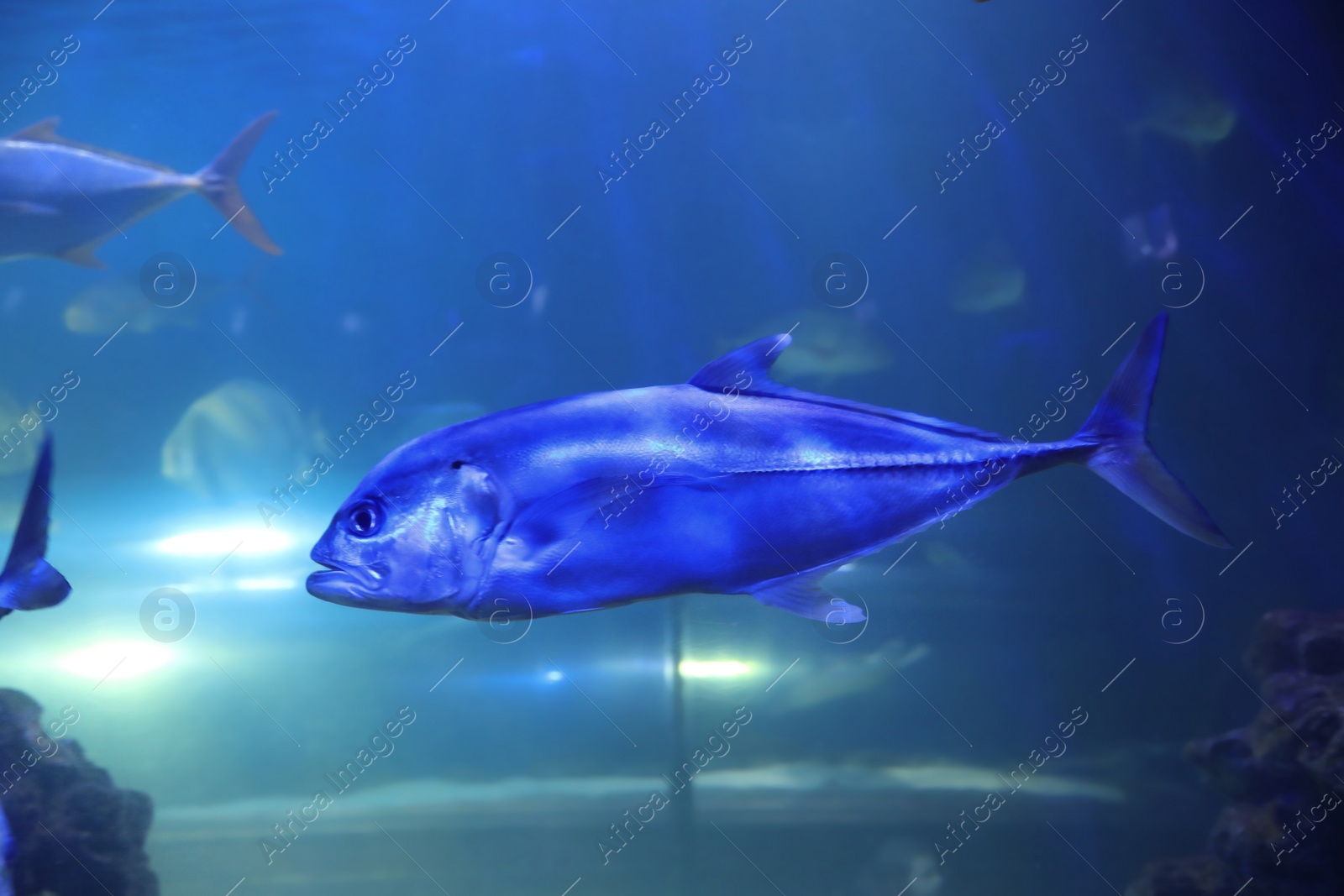 Photo of Tuna fish swimming in clear aquarium water