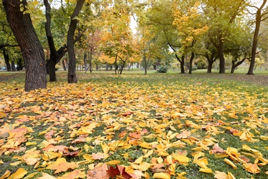 Colorful autumn leaves on green lawn in park