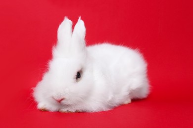 Photo of Fluffy white rabbit on red background. Cute pet