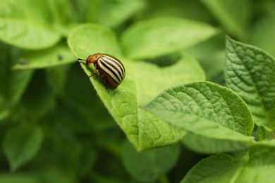 Photo of Colorado potato beetle on green plant outdoors, closeup