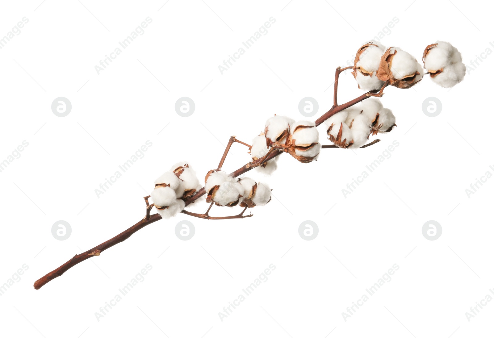 Photo of Beautiful fluffy cotton flowers on white background