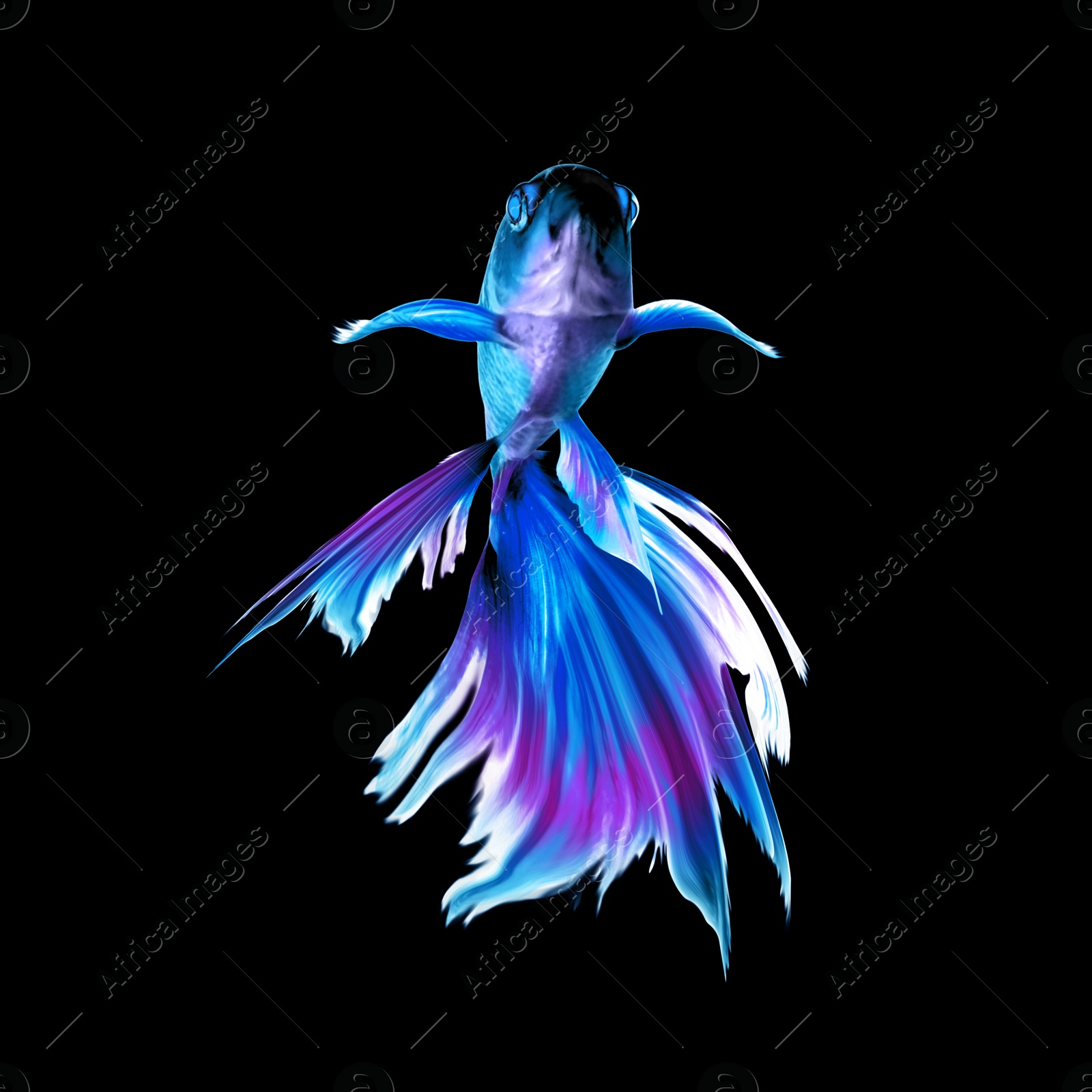 Image of Beautiful colorful betta fish on black background 