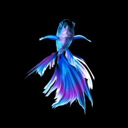 Image of Beautiful colorful betta fish on black background 