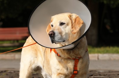 Photo of Adorable Labrador Retriever dog wearing Elizabethan collar outdoors