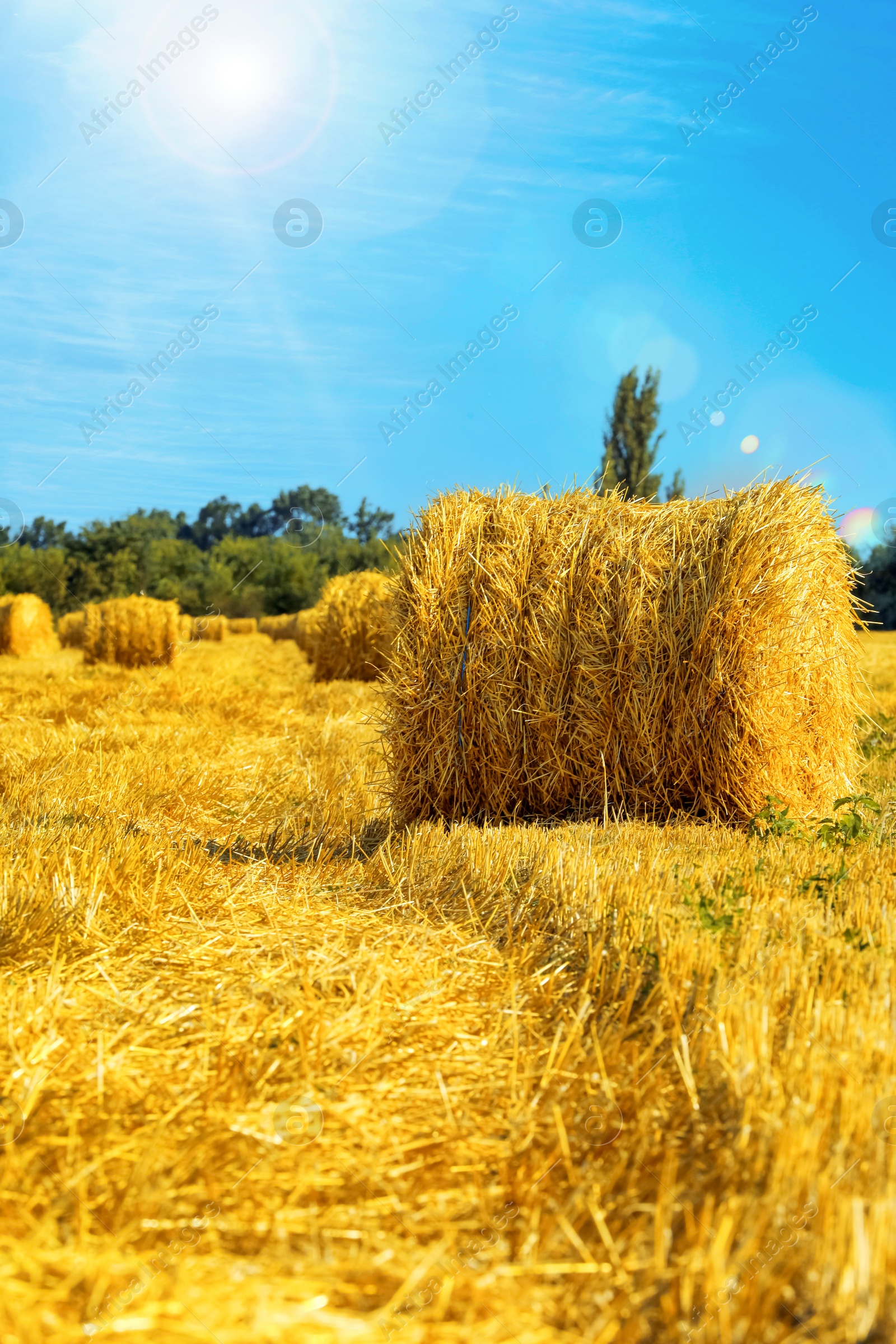 Image of Hay bale in golden field under blue sky on sunny day