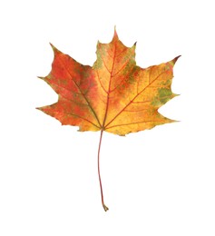 One maple leaf isolated on white. Autumn season