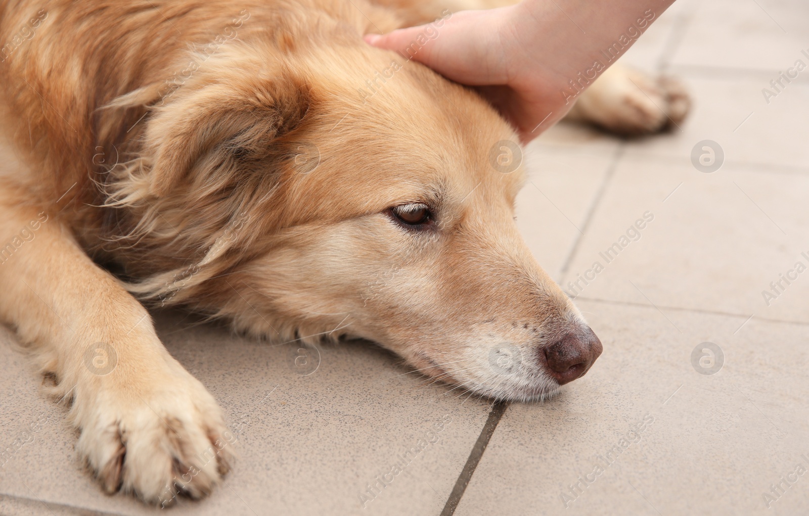 Photo of Woman stroking homeless dog on porch outdoors, closeup. Abandoned animal