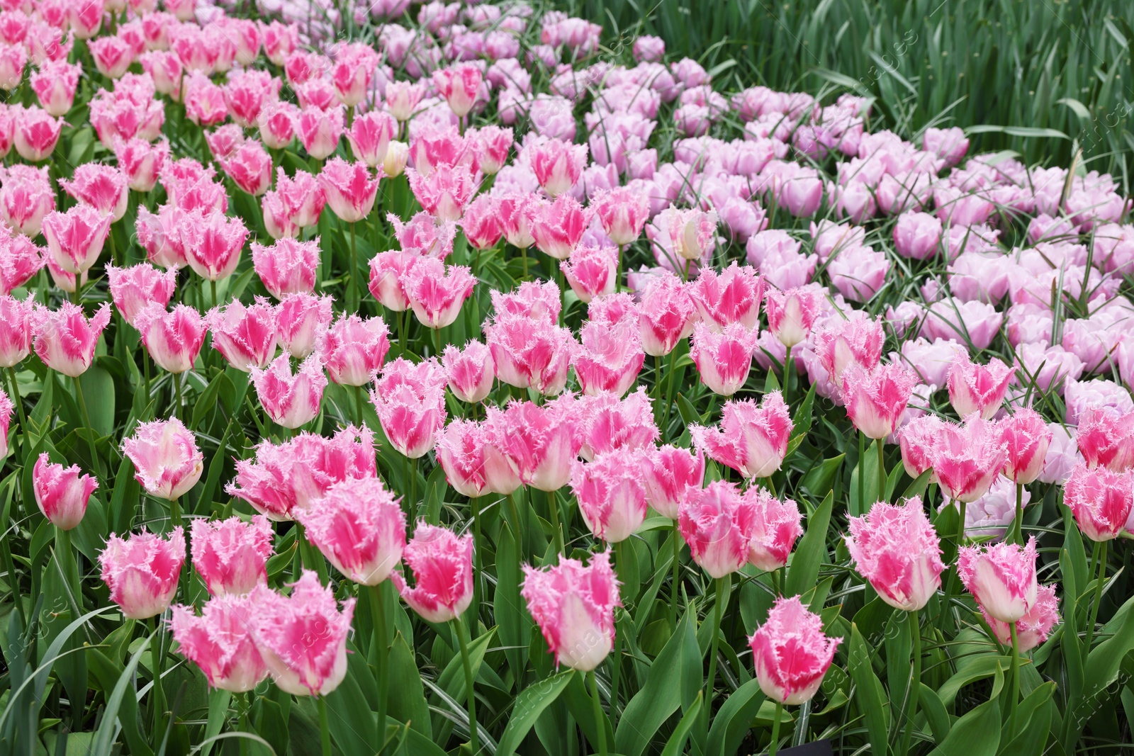 Photo of Many beautiful tulip flowers growing outdoors. Spring season