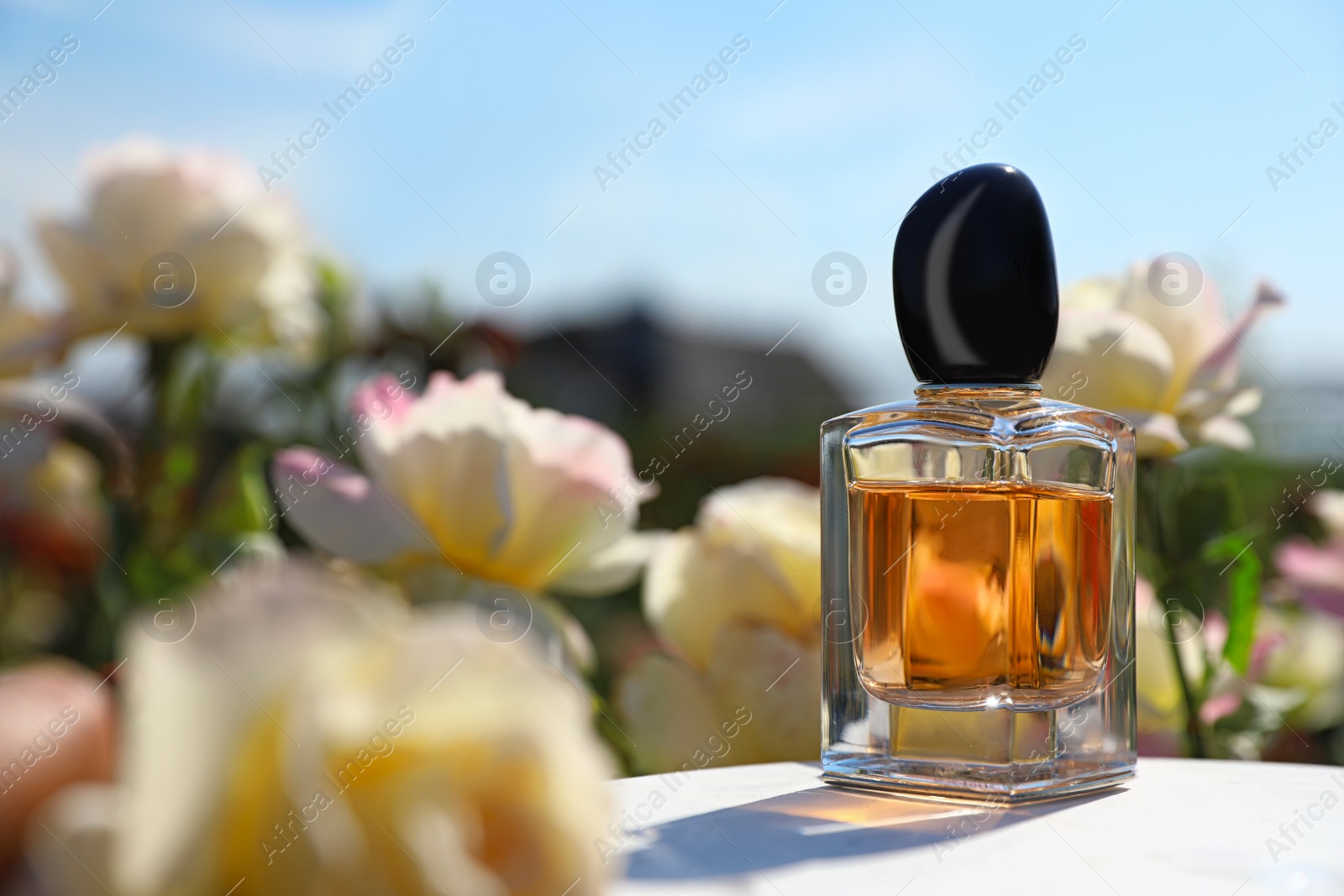 Photo of Bottle with rose perfume on table among flowers in blooming garden, space for text