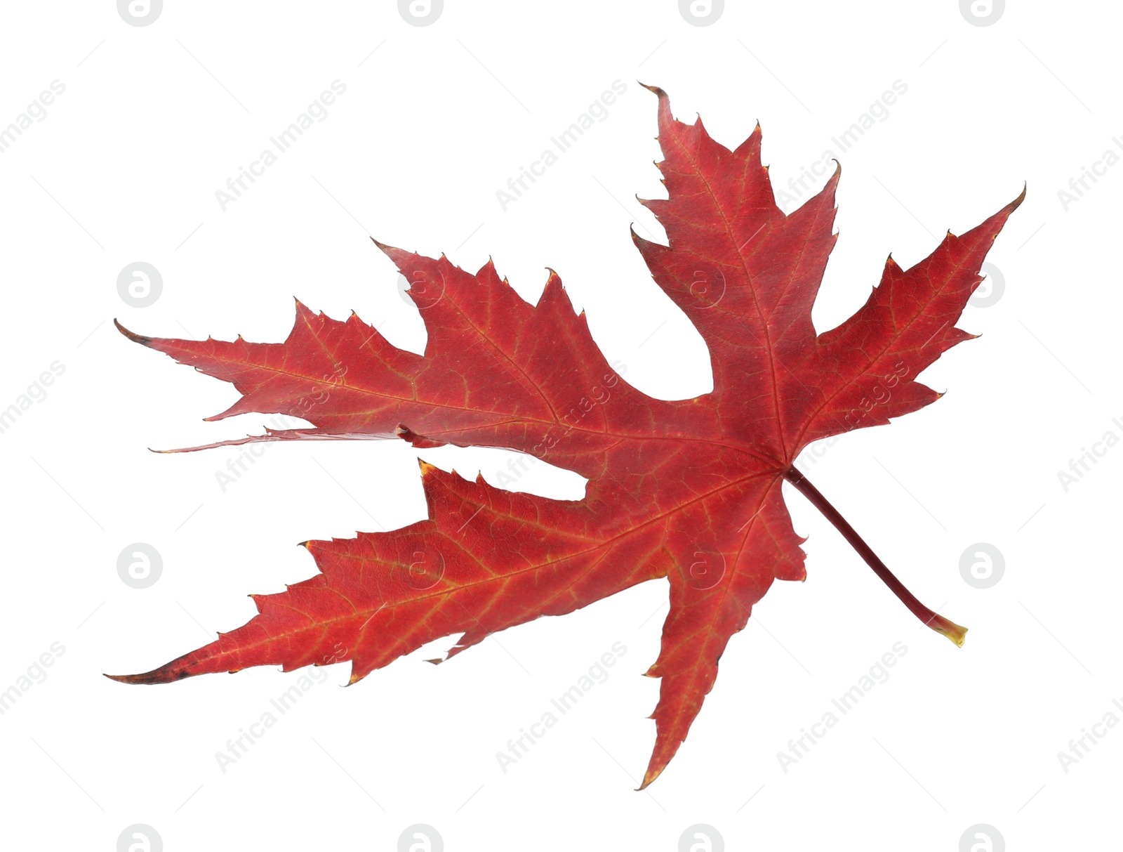 Photo of Dry leaf of Japanese maple tree isolated on white. Autumn season