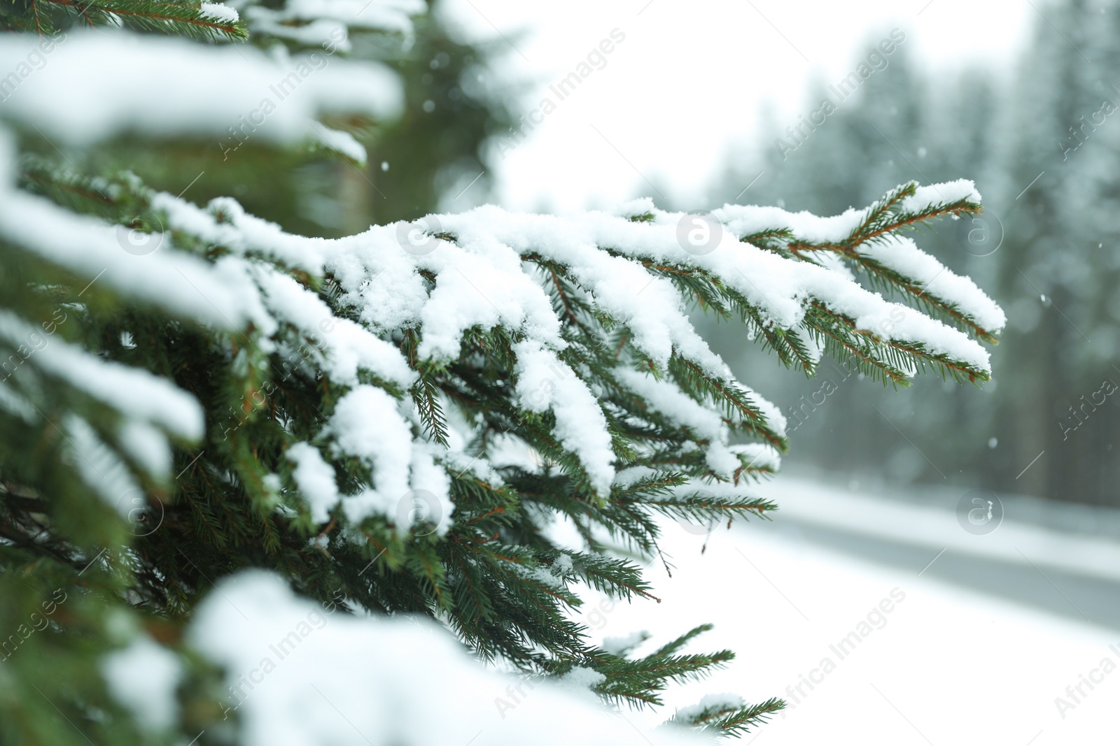 Photo of Closeup view of fir tree covered with snow outdoors on winter day