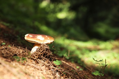 Photo of Small forest mushroom. Space for text