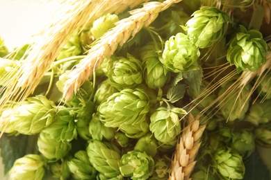 Fresh green hops and wheat spikes as background. Beer production