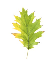 Autumn season. One green leaf isolated on white