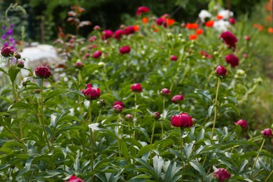 Photo of Beautiful peony plants with burgundy buds outdoors