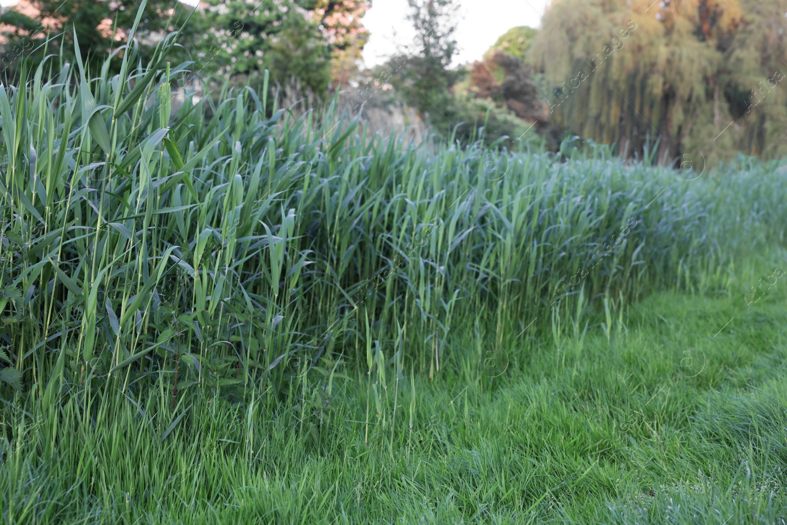 Photo of Beautiful view of green reed plants growing outdoors