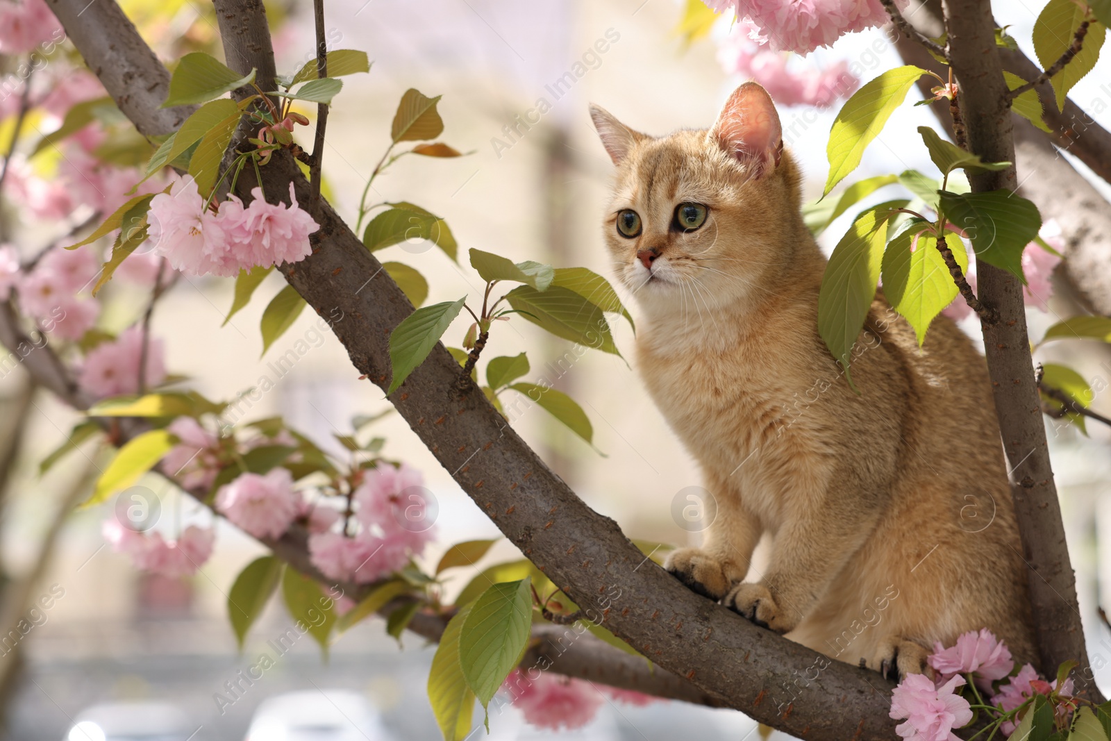 Photo of Cute cat on spring tree branch with beautiful blossoms outdoors