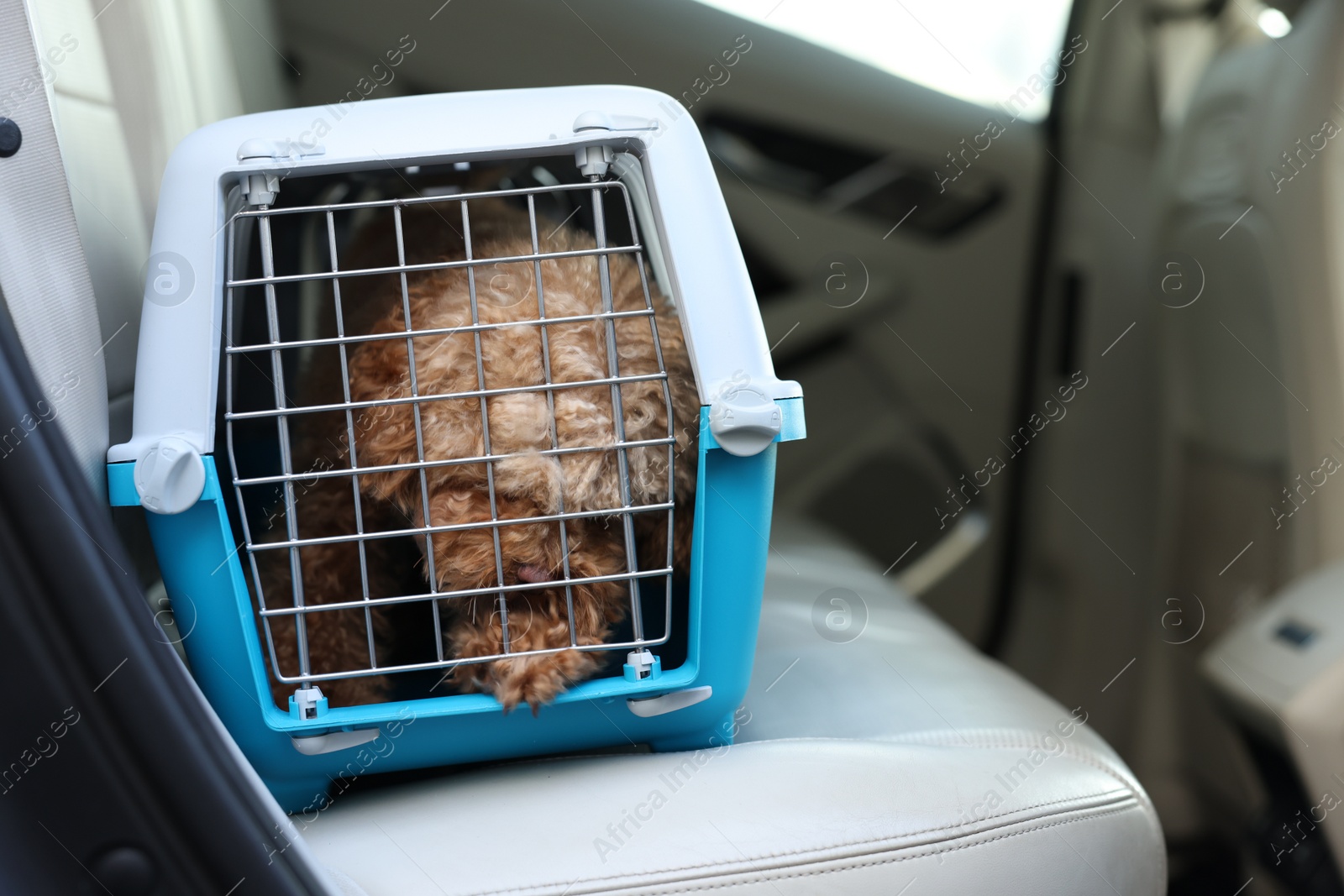 Photo of Cute dog in pet carrier travelling by car. Space for text