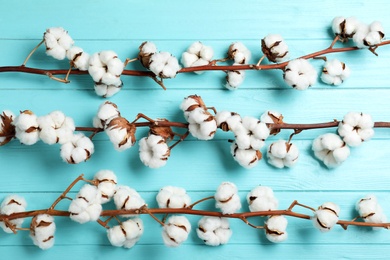 Photo of Flat lay composition with branches of cotton plant on light blue wooden background