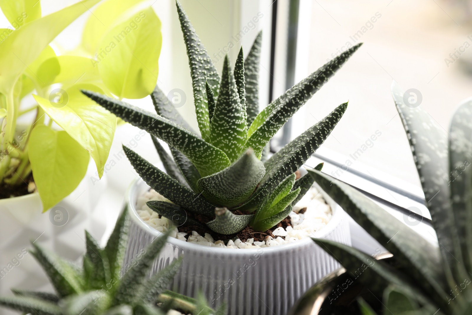 Photo of Beautiful potted houseplants on window sill indoors, closeup