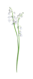 Beautiful lily of the valley flowers isolated on white