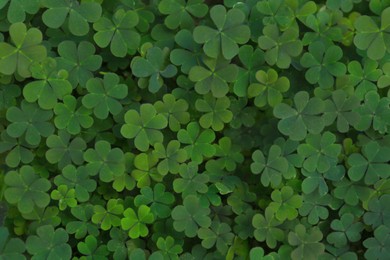 Photo of Top view of beautiful green clover leaves