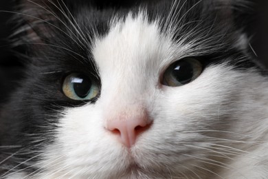 Photo of Closeup view of black and white cat with beautiful eyes