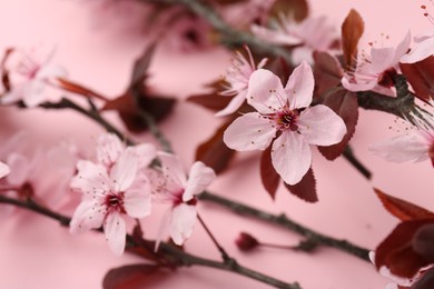 Spring tree branches with beautiful blossoms on pink background, closeup