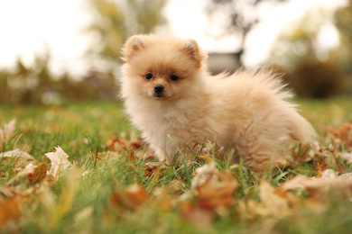 Cute fluffy dog in park on autumn day