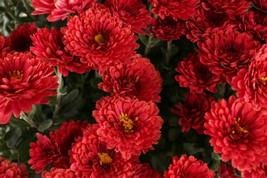 Beautiful fresh bouquet of colorful chrysanthemum flowers