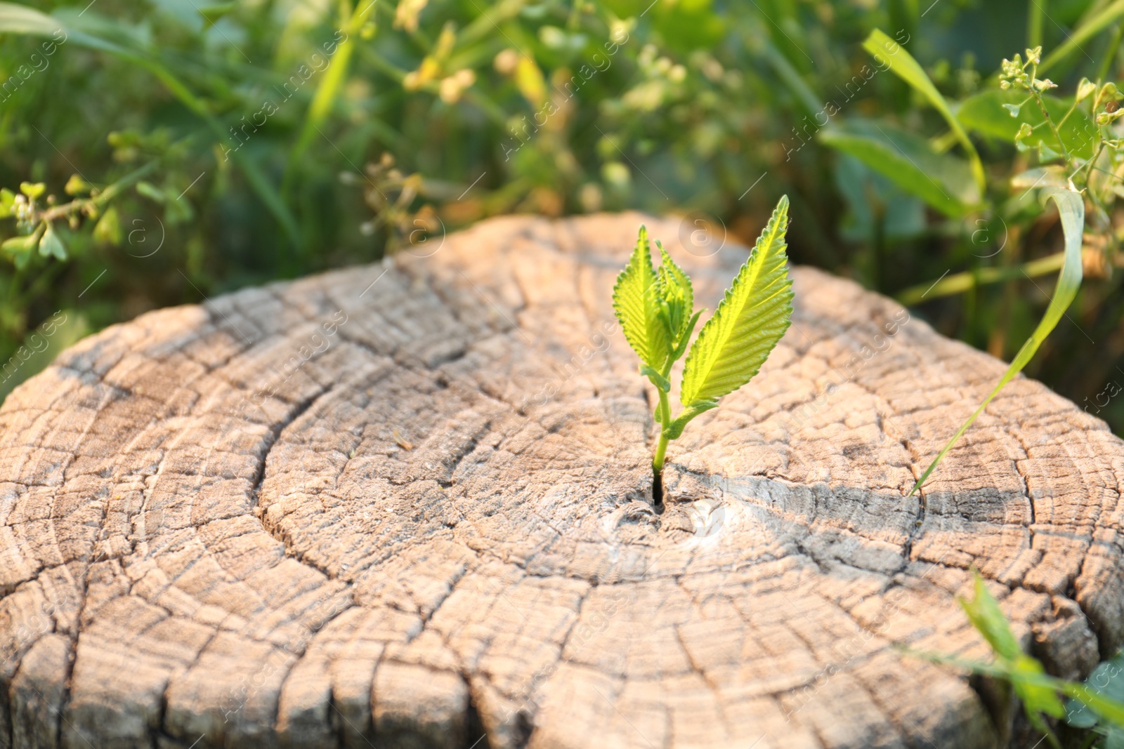 Photo of Young green seedling growing out of tree stump outdoors on sunny day, closeup. New life concept