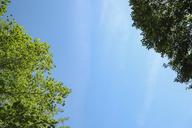 Photo of Beautiful trees with bright leaves against sky on sunny day, bottom view. Space for text
