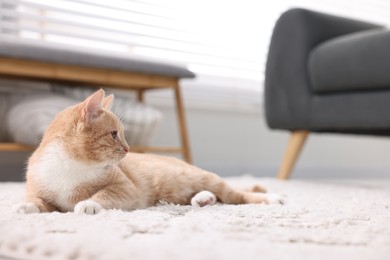 Photo of Cute ginger cat lying on floor at home, space for text