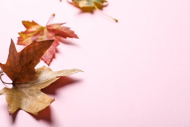 Photo of Colorful autumn leaves on pink background. Space for text