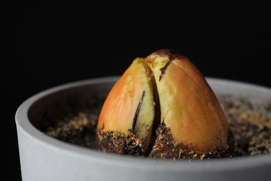 Photo of Avocado pit in pot against black background, closeup view