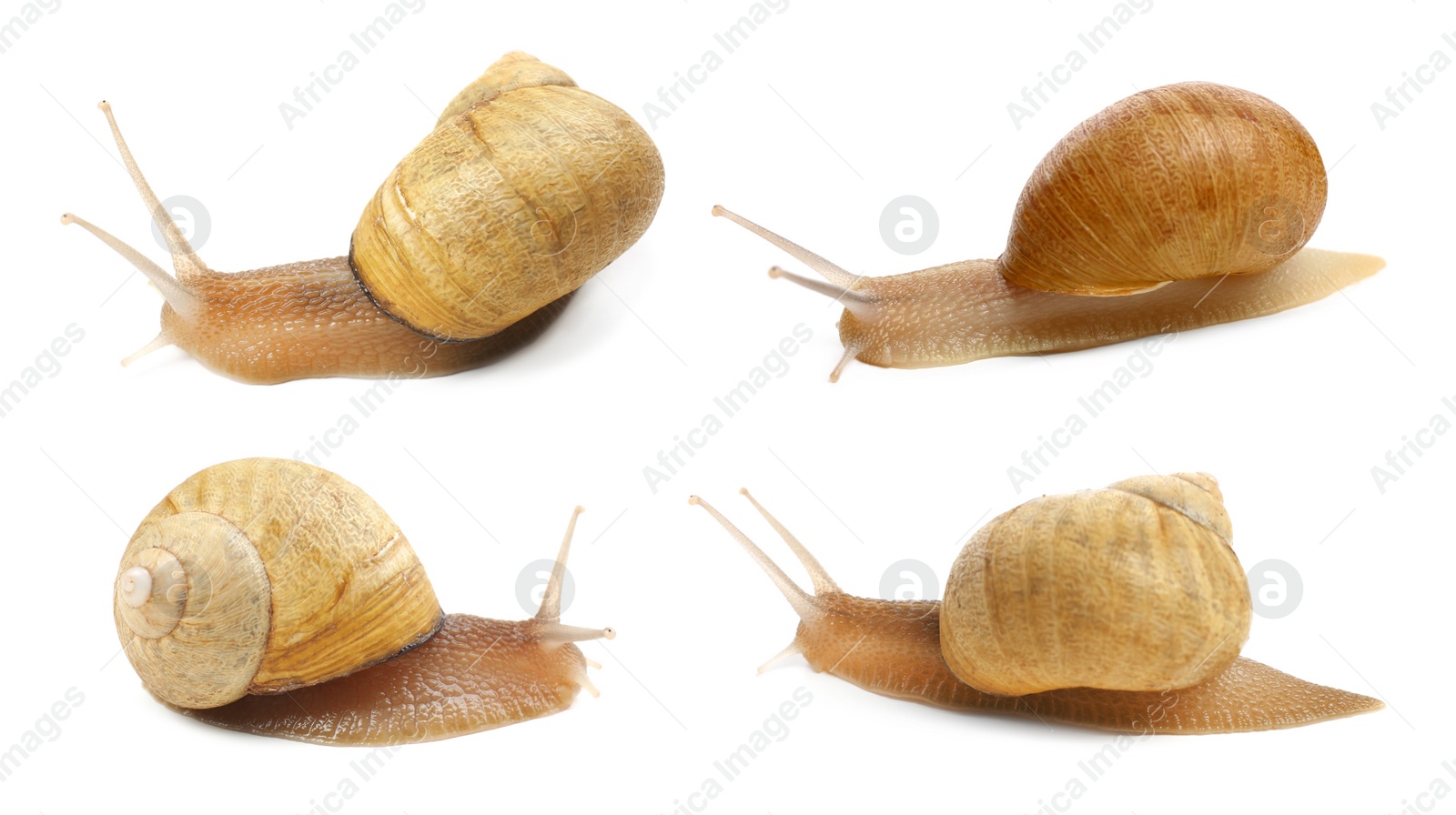 Image of Collection of common garden snails on white background. Banner design 