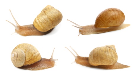 Image of Collectioncommon garden snails on white background. Banner design 