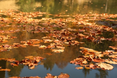 Photo of Many fallen autumn leaves on surface of pond water