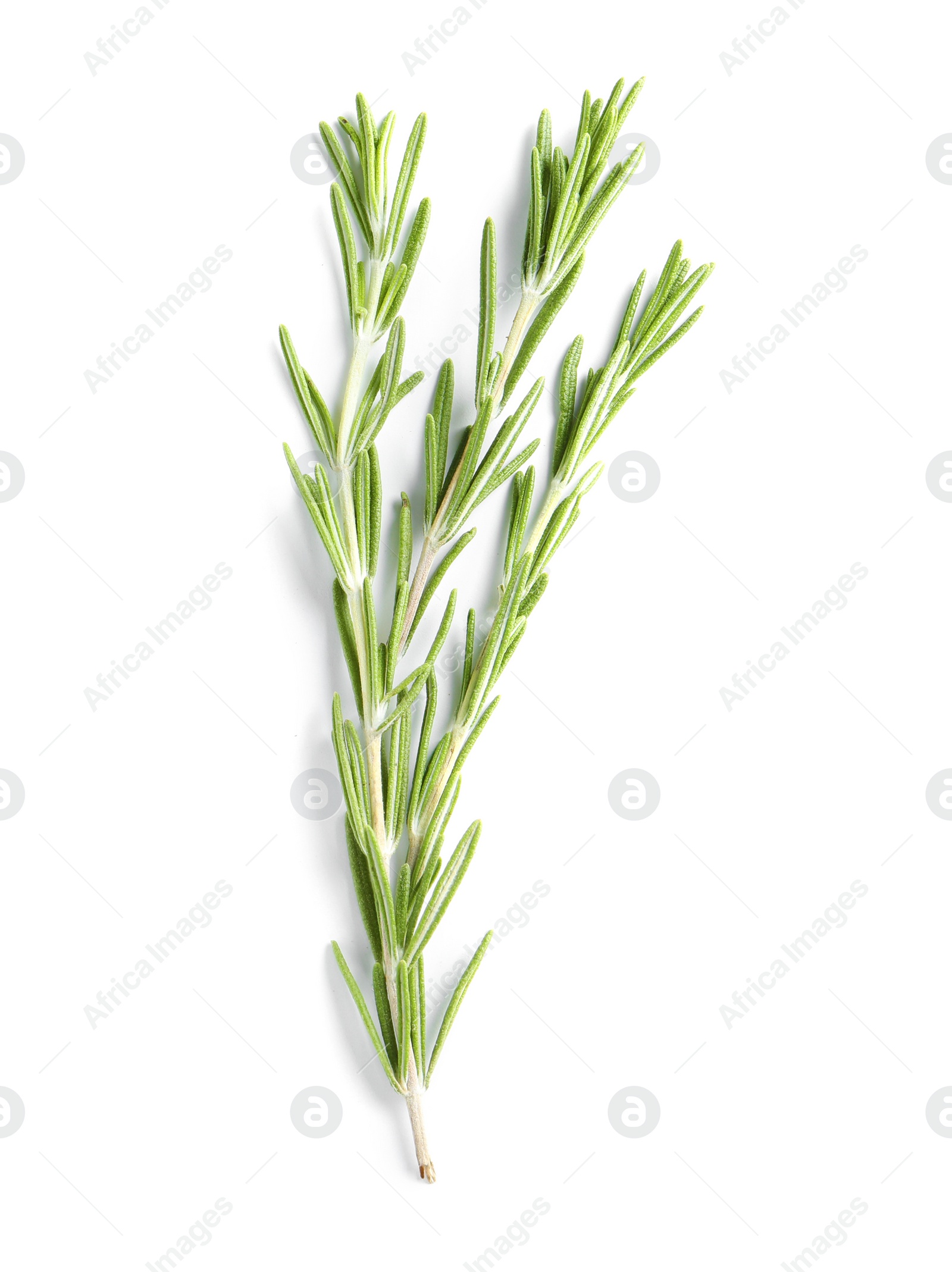 Photo of Fresh rosemary on white background