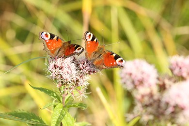 Photo of Beautiful butterflies on blooming flower outdoors, closeup