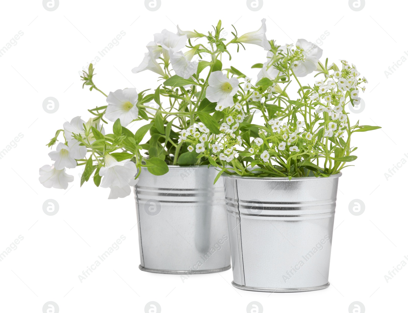 Photo of Different flowers in metal pots isolated on white