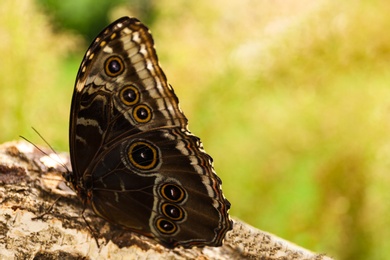 Beautiful Blue Morpho butterfly on wooden log outdoors