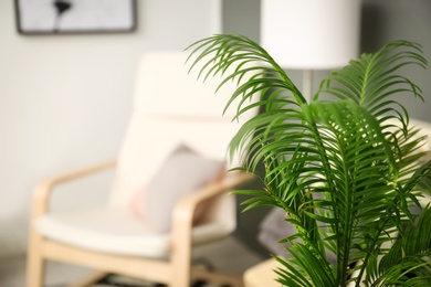 Photo of Tropical leaves in stylish interior design