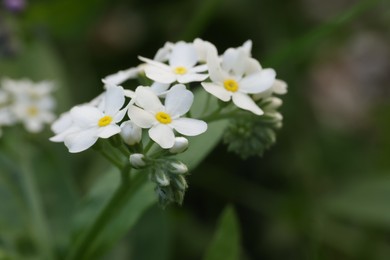 Photo of Beautiful forget-me-not flowers growing outdoors, closeup. Spring season