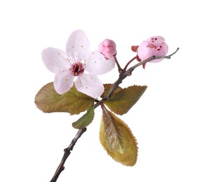 Photo of Tree branch with beautiful blossoms isolated on white. Spring season